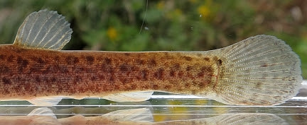 日本淡水魚 ドジョウ