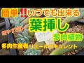 25 ++ 多肉植物 イベント 2021 関東 305251
