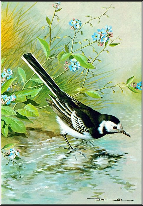 pa BasilEde 17 PiedWagtail, Автор: Ede, Basil