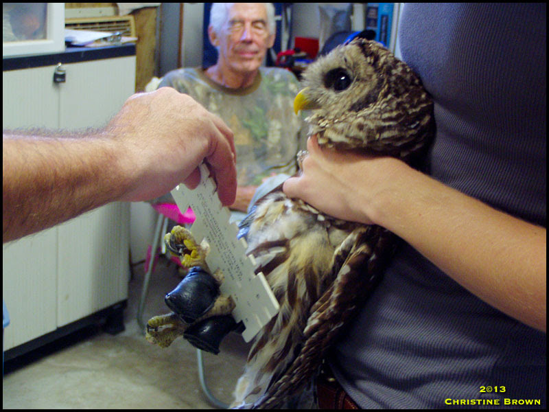 Barred Owl