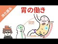 胃 イラスト 消化 233964-胃 イラスト 消化
