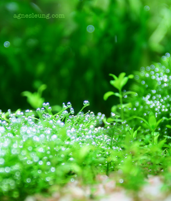 bubbles