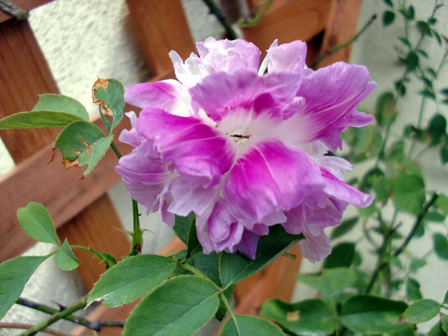 マニア的植物図鑑 西洋あさがお スプリットペタル Ipomoea Congesta Split Petal