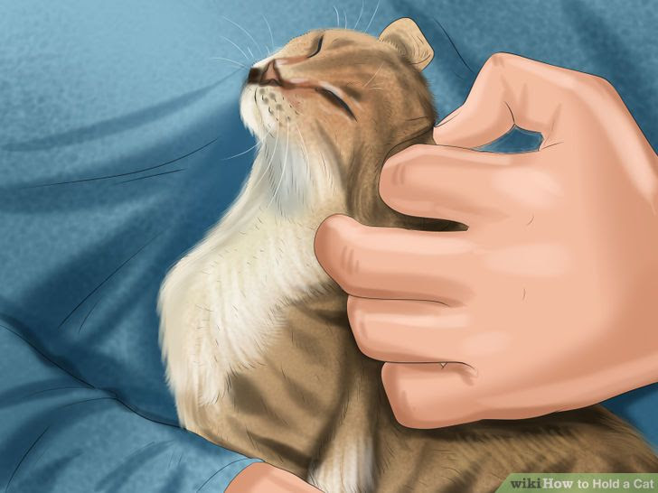 Hold a Cat Step 7 Version 2.jpg