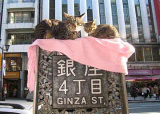 銀座中央通り 標識の上のネコ みゆき通り 昭和元年生まれ