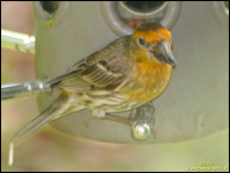House Finch