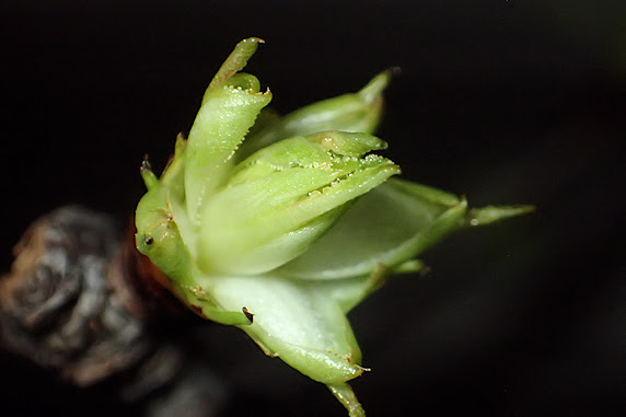 花芽と葉芽が開いたサクランボ ぁぃの飼育ブログ