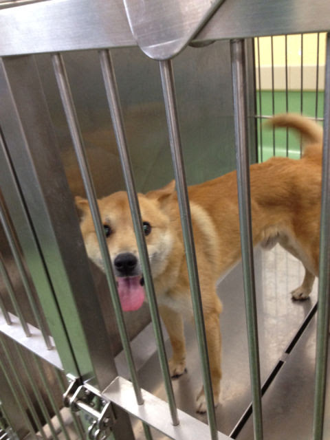 エリーママのぼやき 大津市動物愛護センター訪問