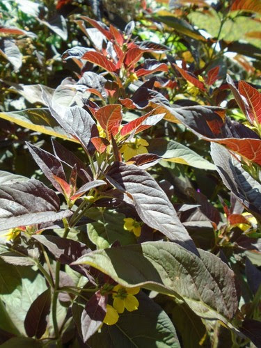 Perennial Flowers Plants Fringed Loosestrife Lysimachia Ciliata Firecracker One Quart Pot Size Plant Live Plants