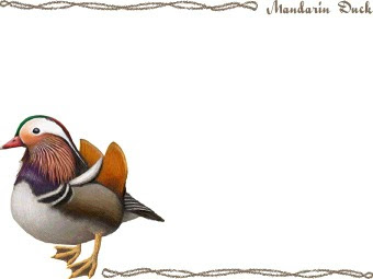 スマホ用ページ 鴛鴦 オシドリのポストカード用イラスト 条件付フリー素材集