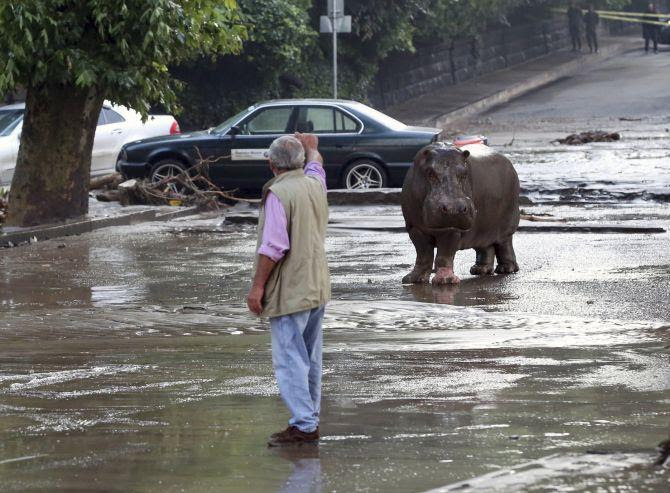 Real life Jumanji! When a hippo roamed the streets of Georgia's capital