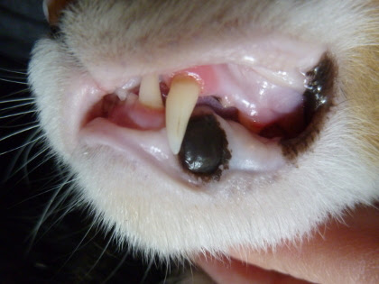 猫の歯肉炎 Nn生活