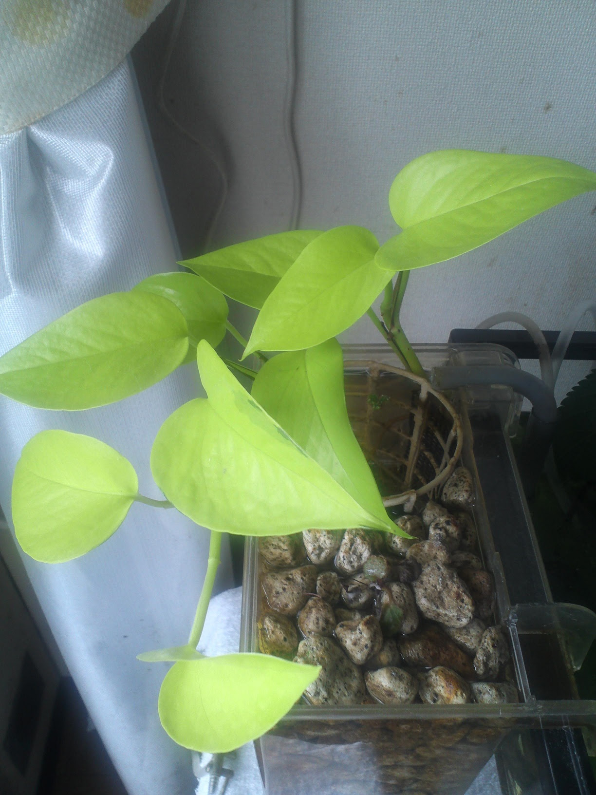 ポトスの水耕栽培開始 Aquariums Ja