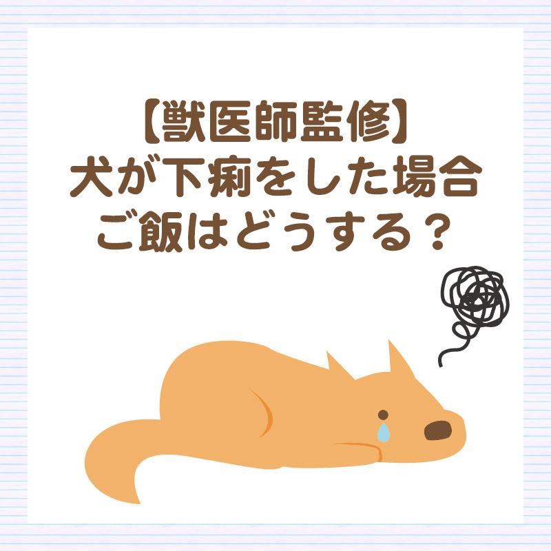 獣医師監修 犬が下痢をした場合ご飯はどうする 下痢の原因やご飯のあげ方紹介