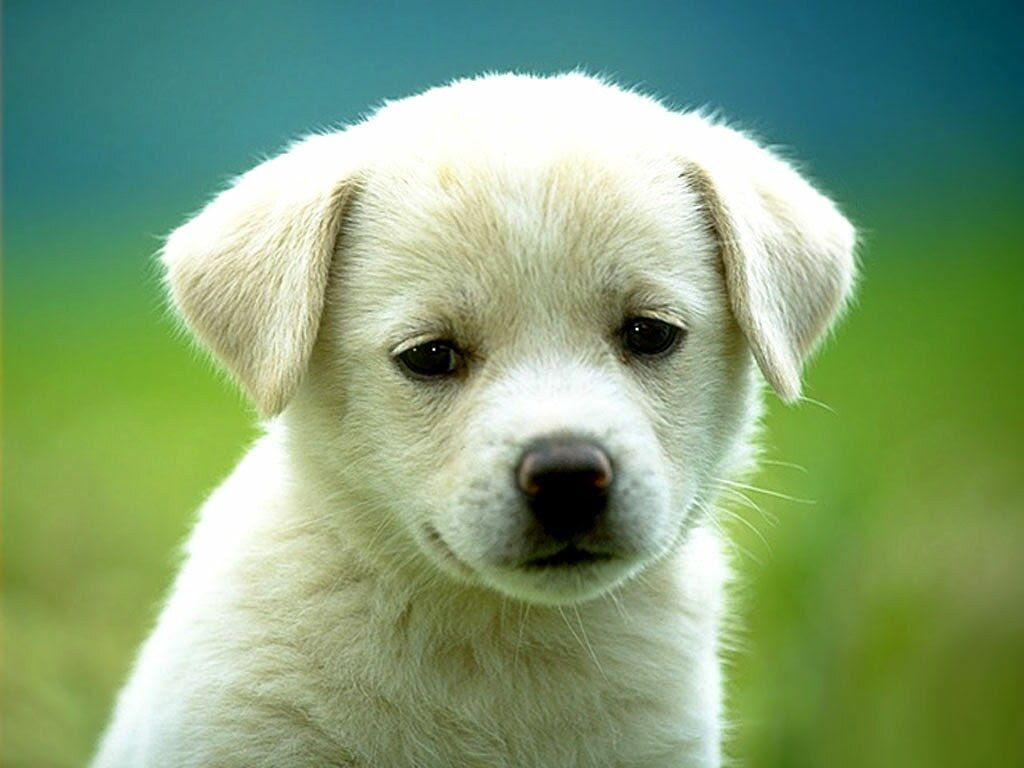 Bebe Chien