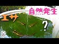 画像をダウンロード メダカ 稚魚 食べ られる 477456-メダカ 稚魚 食べ られる