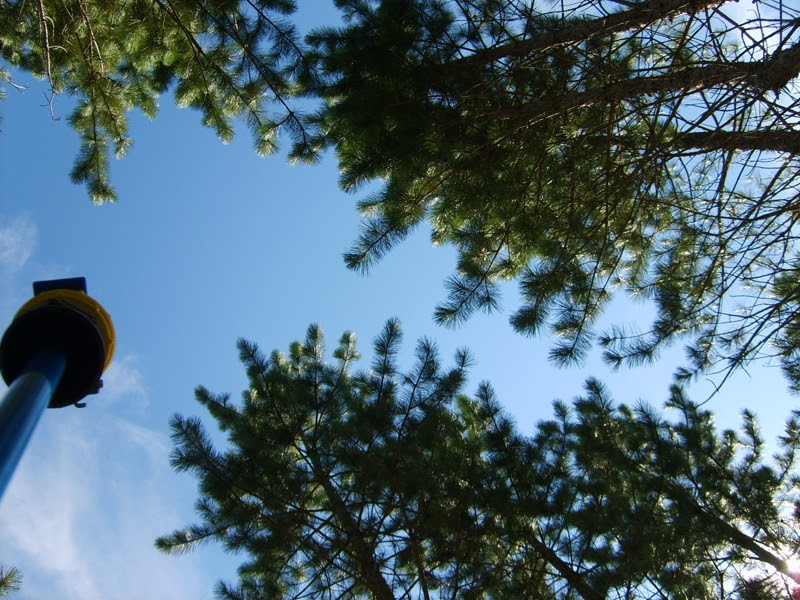 timber cruising