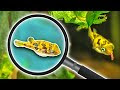 Dude, Check Out These Fishy Freaks: The Biggest And Smallest Freshwater
Masters