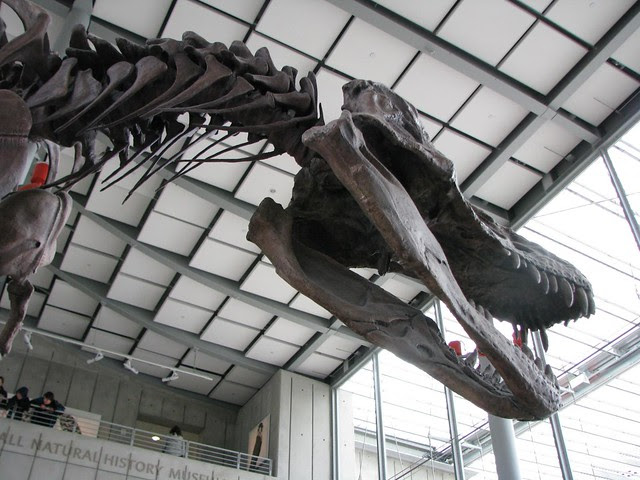 Tyrannosaurus rex