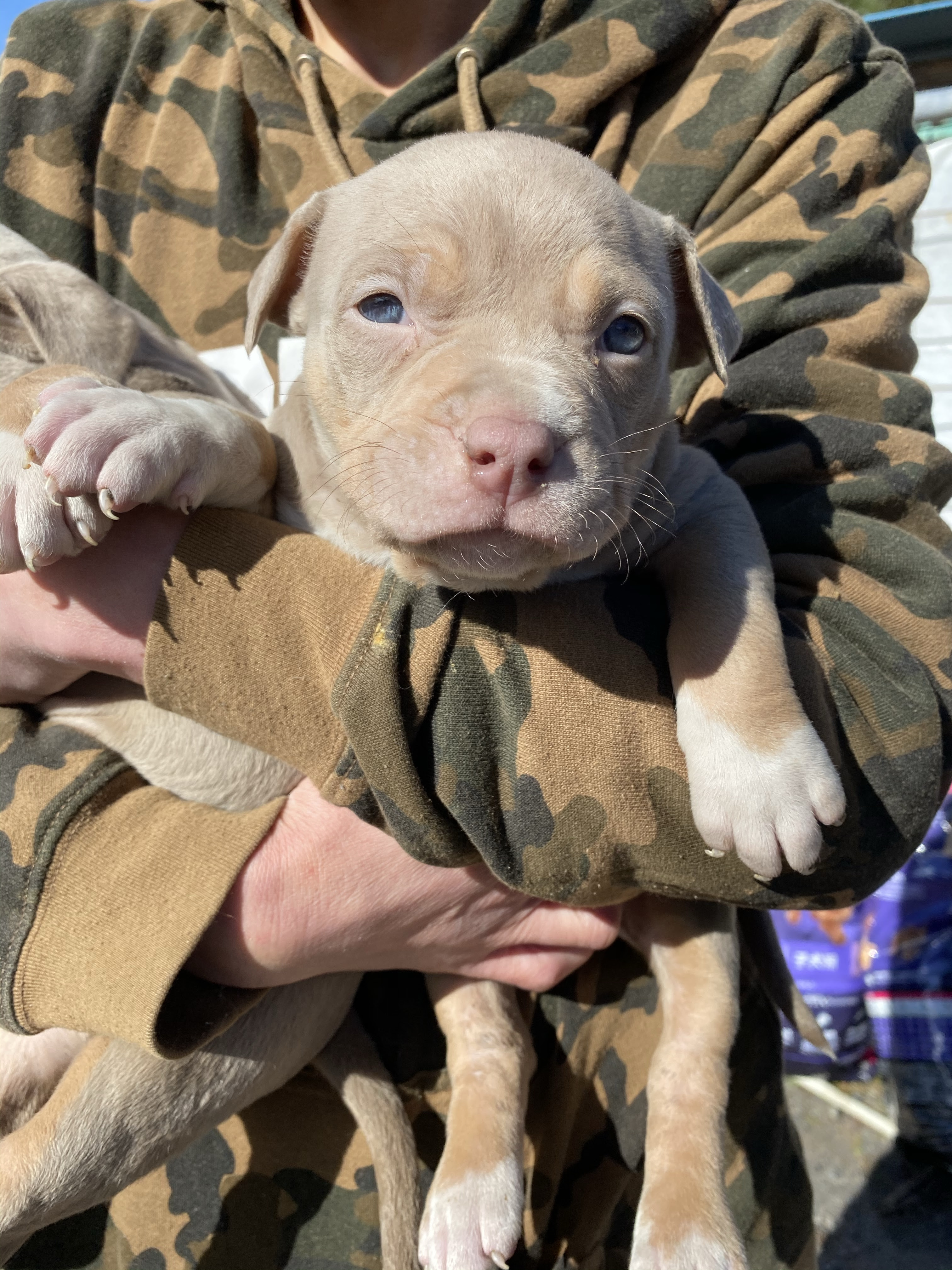 完売 ピットブル11 8生 優良ブリーダーの子犬販売は群馬県沼田市のｏｇ Kennel