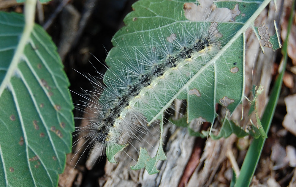 アメリカシロヒトリ ５４ Dr カーバチの虫めがね