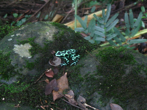 Leopard Frog