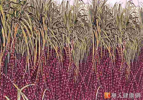生長在古巴熱帶雨林的「紅竹甘蔗」的外皮含有八種高分子量植化醇。