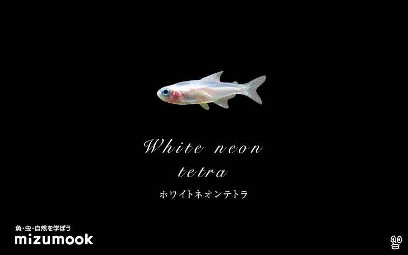 ホワイトネオンテトラの飼い方 混泳 大きさ 繁殖 種類 ミズムック