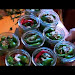 Roasted Jalapeno Peppers Olive Oil Free Download Clips Mp3 and Mp4