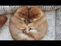 【印刷可能】 子犬 赤ちゃん 可愛い 柴犬 653280