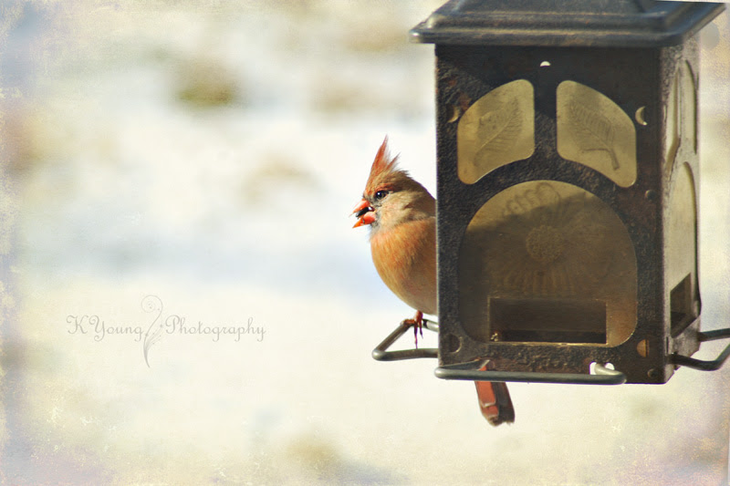 Female cardinal at feeder