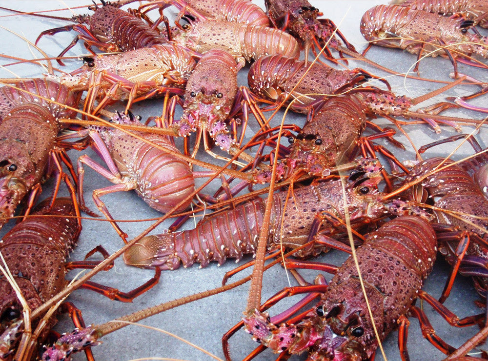  100 % of western rock lobsters exported by wild oceans are wild caught