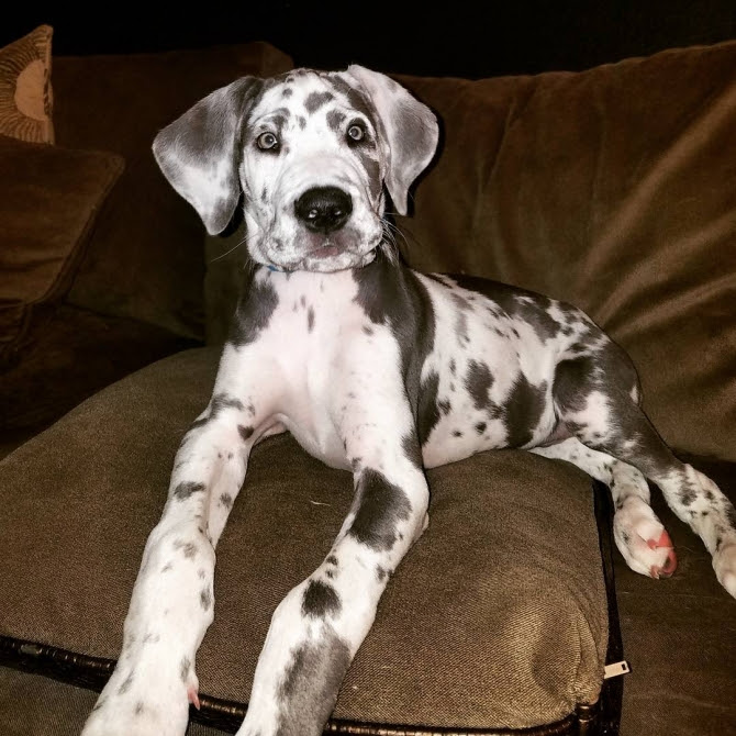 Nice And Healthy Great Dane Puppies Available Hilton Head For Sale Hilton Head Pets Dogs