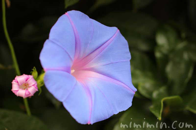 朝顔 アサガオ の花の写真 花言葉 誕生花 みみみんブログ