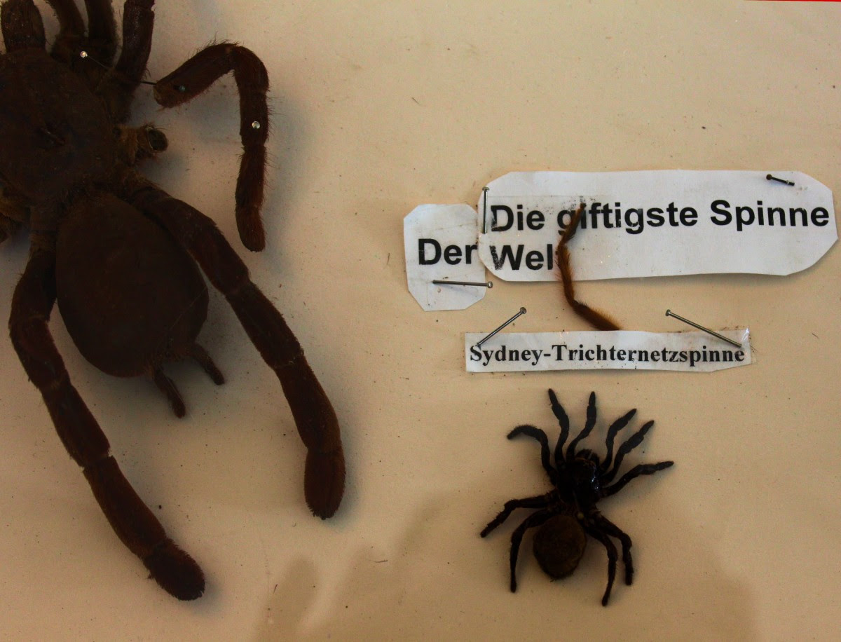 (365) TARANTULA XXL • Animus Klub e.V.