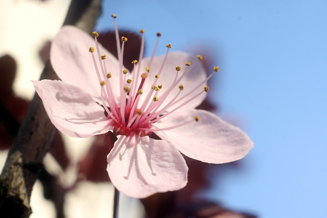 cherry blossoms, portland center park