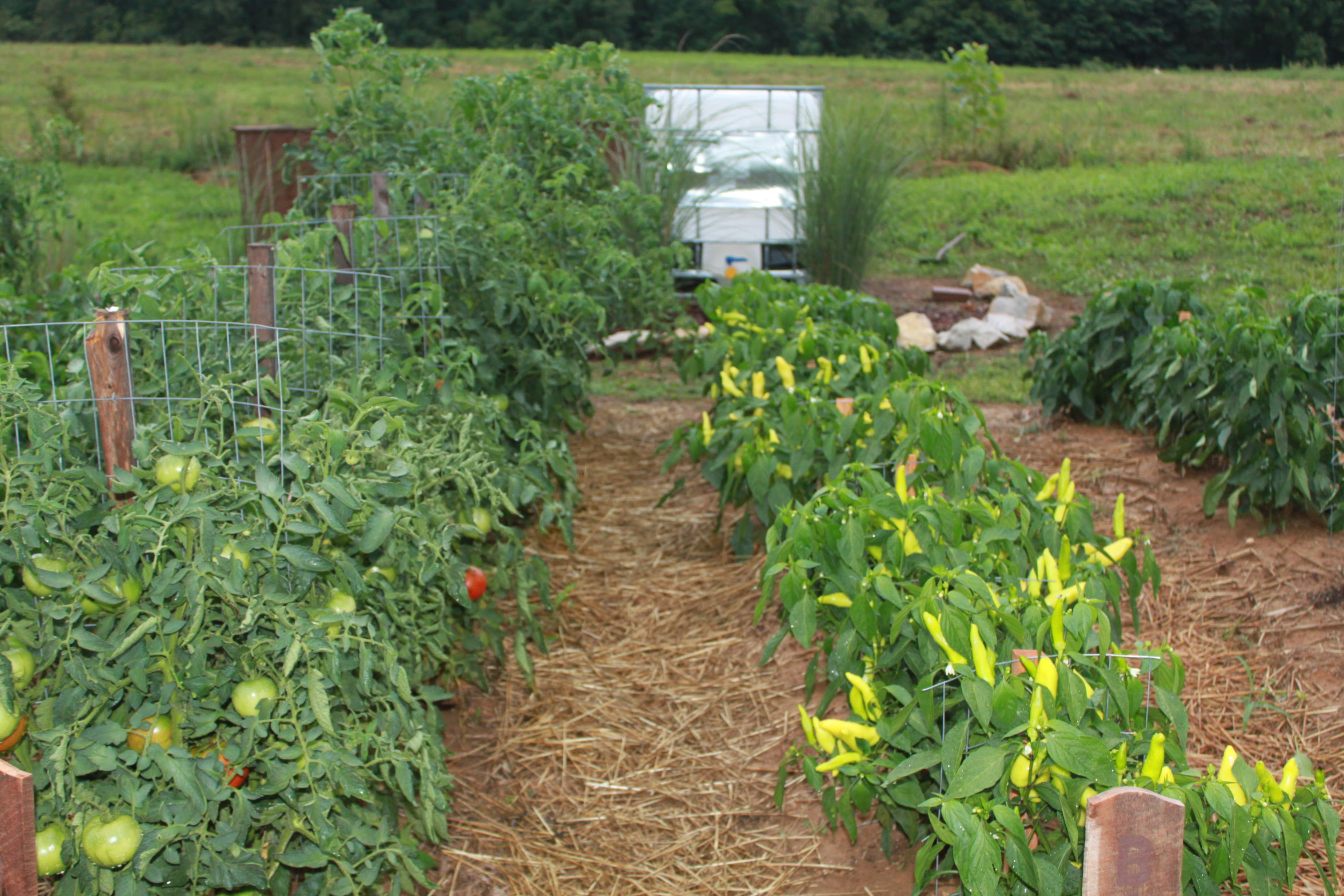 Vegetable Garden Rows