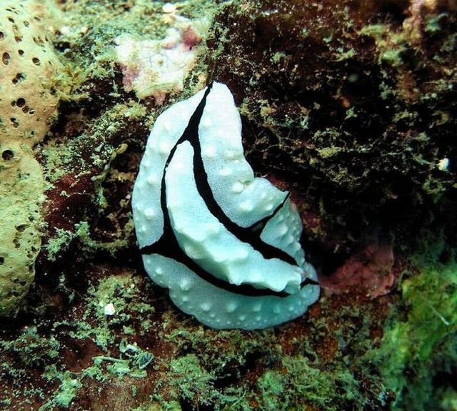 The most extraordinary sea Inhabitants (20 pics)