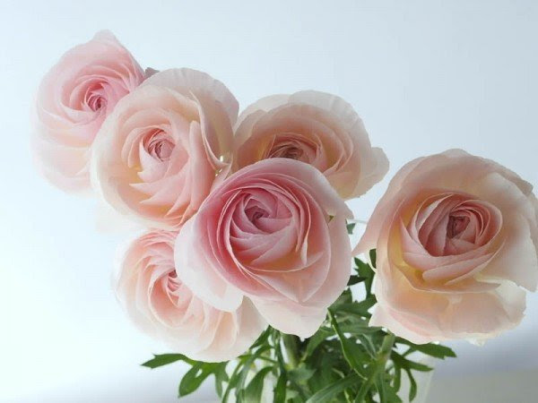薔薇に似た花 ラナンキュラス カラオケステージ そら