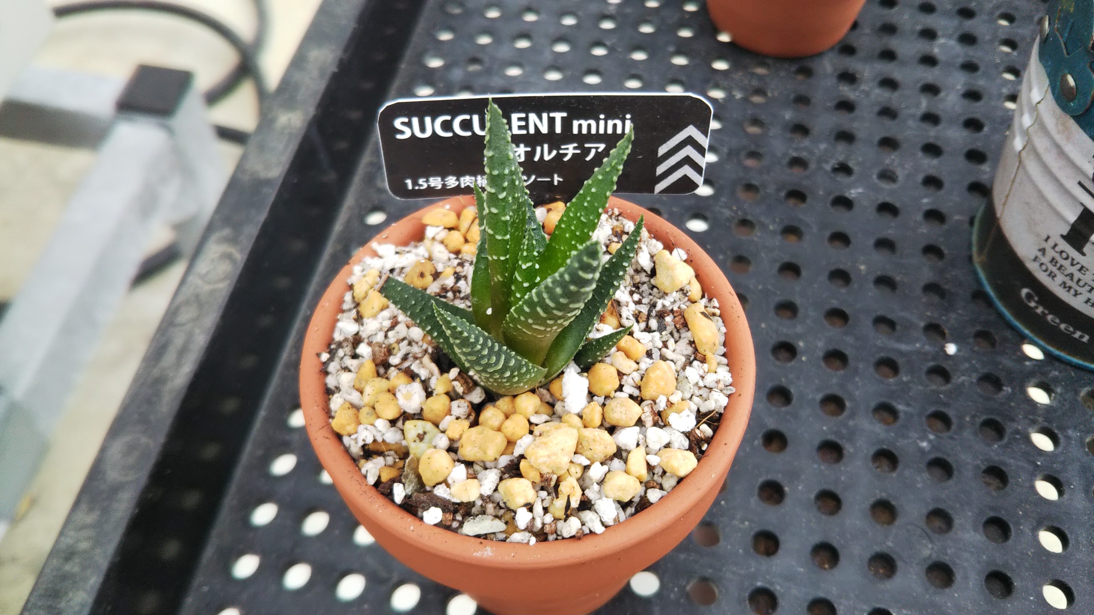 多肉植物や食虫植物 穴場100均