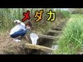 [ベスト] メダカ の 捕まえ 方 310864