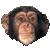 006 (3).gif
