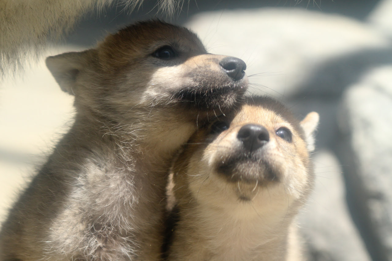 オオカミ Woofworks 6 ページ