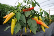 Populer 30+ Tahapan Pemberian Nutrisi Hidroponik Cabe