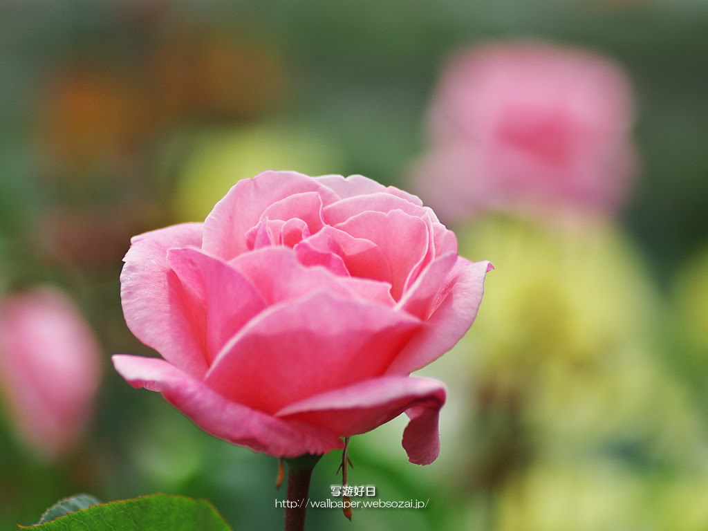 1024 768 サイズ無料 高画質 デスクトップ壁紙 薔薇 バラ
