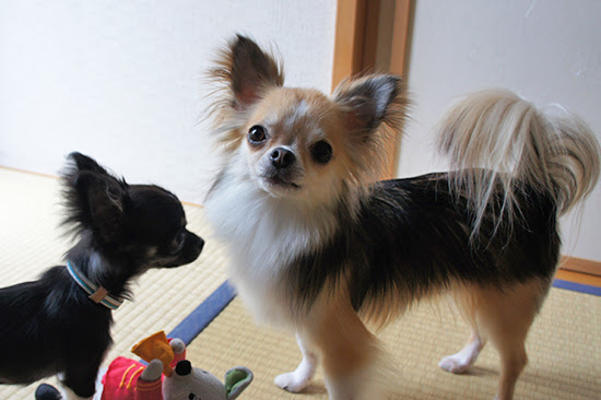 飾り毛カット チワワ ちぃの成長日記