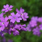 サクラソウの意味 例文 発音 画像付き英語辞書 Imagict
