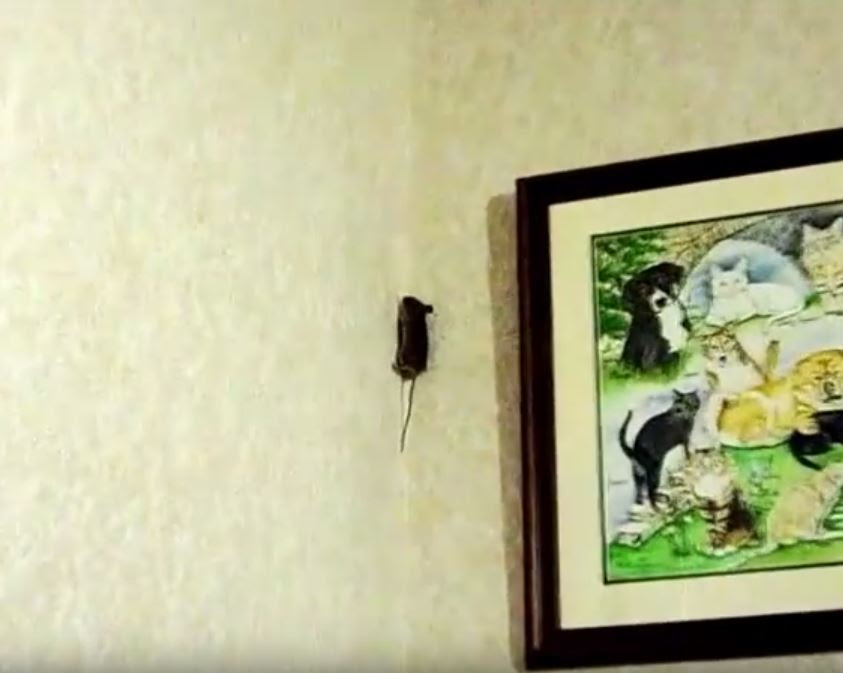 Scratching Sounds In The Attic Or Walls