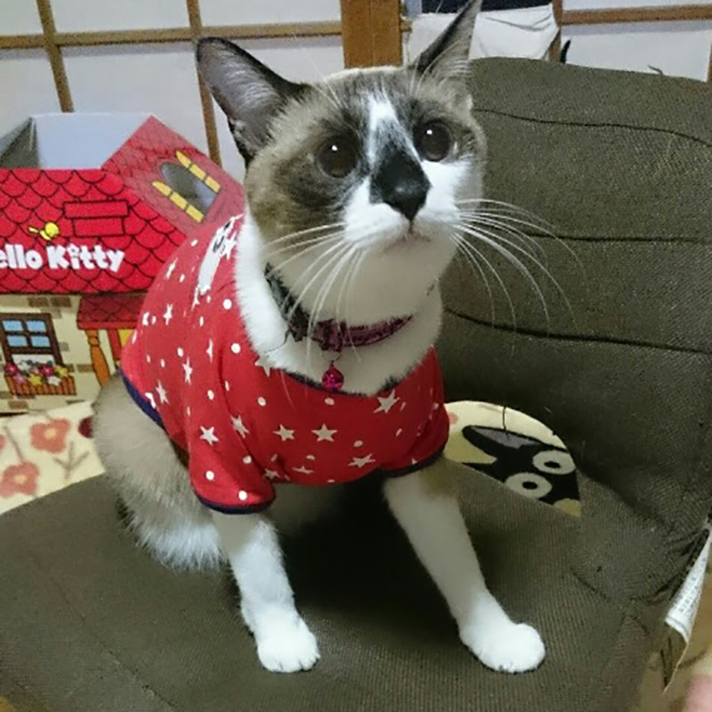 術後服 猫にお洋服を着てもらう方法とは コスプレ 写真撮影 猫の総合情報サイト ペットスマイルニュースforネコちゃん