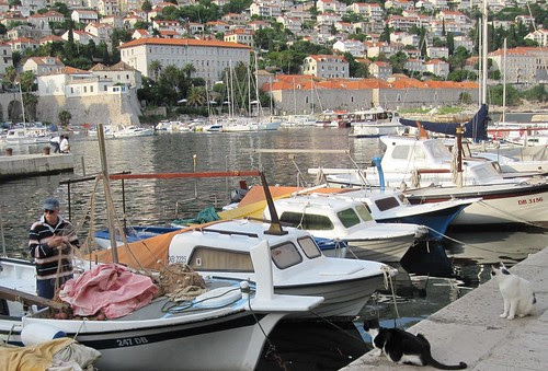 cats and boats in Dubrovnik